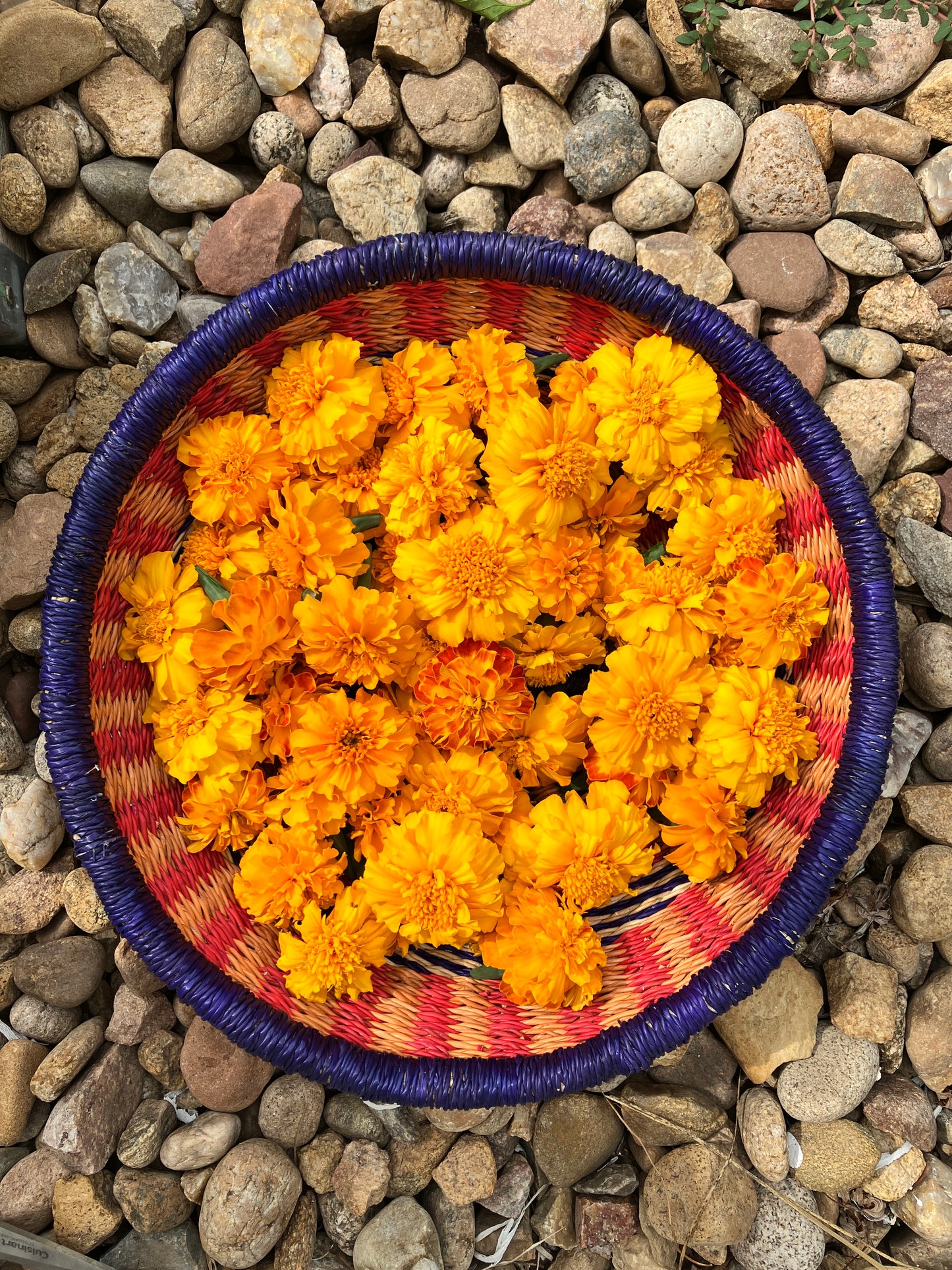 July Dye Workshop: Garden Petal Prints