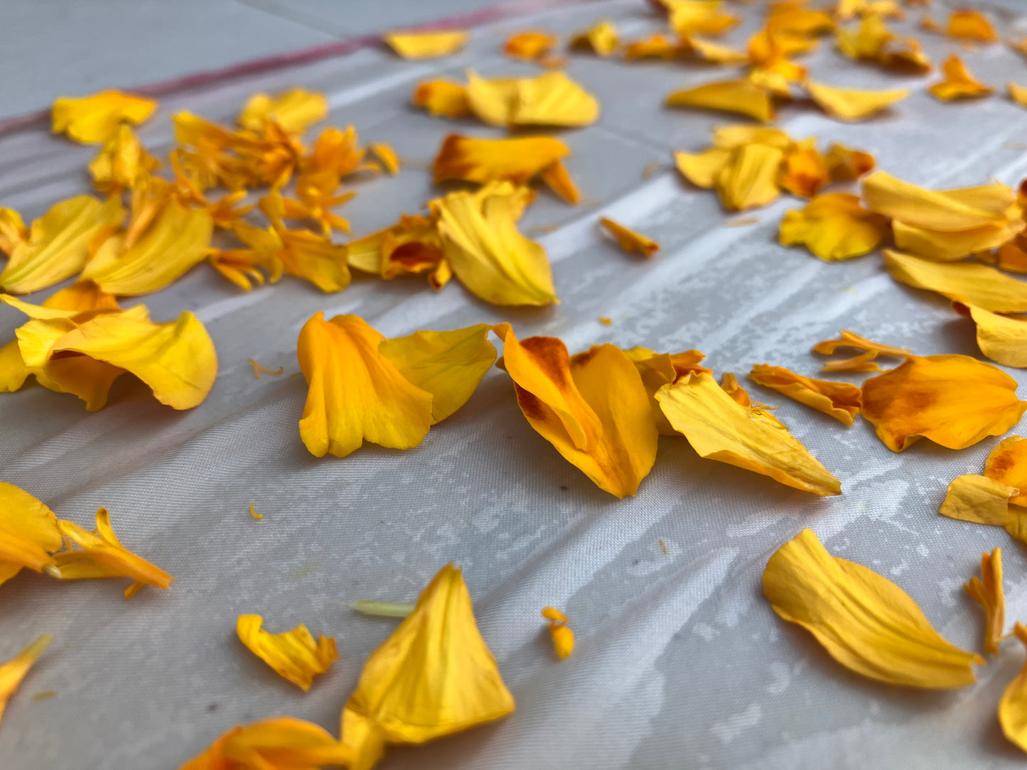 July Dye Workshop: Garden Petal Prints